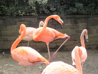 Zoo w Lipsku - flamingi